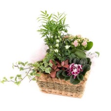 Planted Basket (Standard)